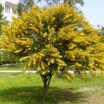 Cómo cultivar Acacia saligna (Acacia azul)