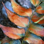 El acebo japonés (Ilex crenata): una planta resistente y decorativa para tu jardín