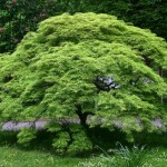 Cómo cuidar un bonsái de Acer palmatum