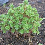 Cómo Cultivar Aeonium Spathulatum (Pastel de Risco)