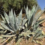 Agave (Agave parryi)