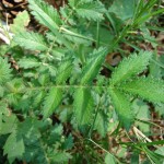 Cómo cultivar Agrimonia eupatoria (Agrimonia)
