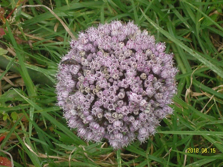 Ajo porro (Allium neapolitanum), una planta aromática para tu huerto