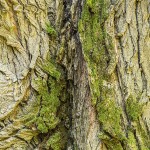Álamo negro (Populus deltoides), un árbol de rápido crecimiento para tu jardín