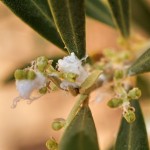 Algodoncillo del olivo