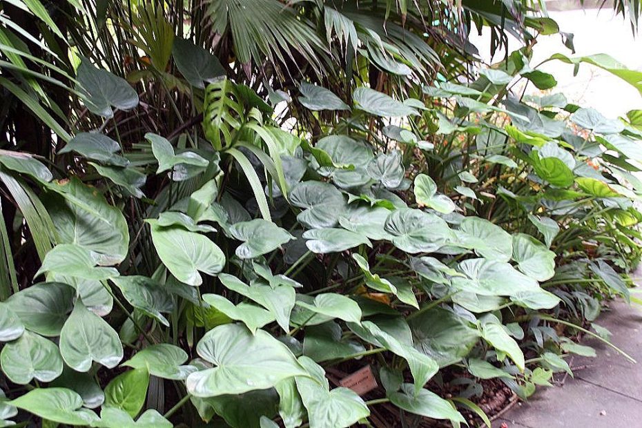 Alocasia cucullata: cuidados
