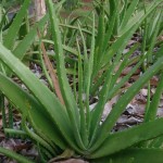 Cómo recuperar una planta de Aloe vera