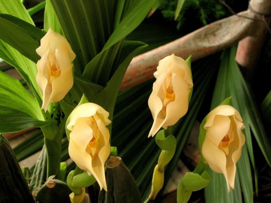 Anguloa Uniflora: Descubre la Flor Exótica