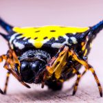 Araña amarilla: daños y tratamiento