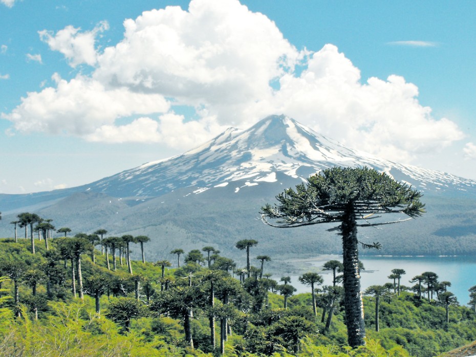 Araucaria chilena (Araucaria araucana)
