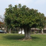 Árbol de caucho (Hevea brasiliensis)