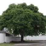 Cuáles son las características del árbol de ébano