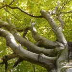 Fagus, un árbol caducifolio con hojas rojas para tu jardín