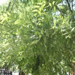 Cómo cultivar y cuidar la Sophora: un árbol de hoja perenne con flores impresionantes