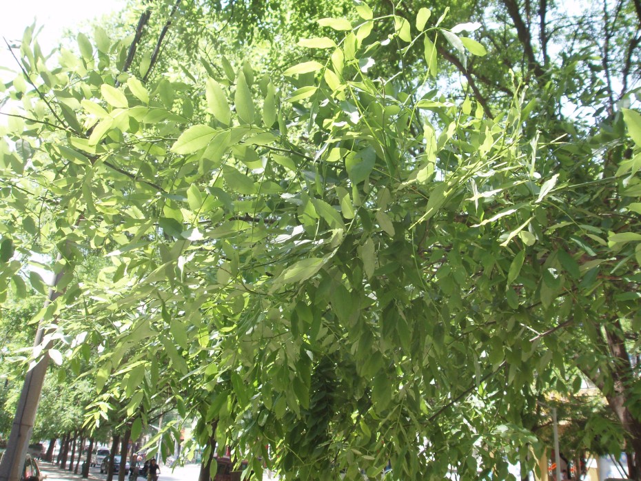 Cómo cultivar y cuidar la Sophora: un árbol de hoja perenne con flores impresionantes