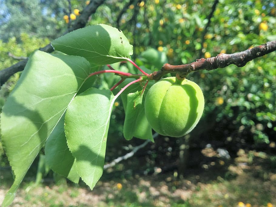 Albaricoque, un árbol frutal con flores perfumadas para tu jardín