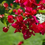 11 Arbustos con Flor para Jardín y Macetas: Ideas y Consejos