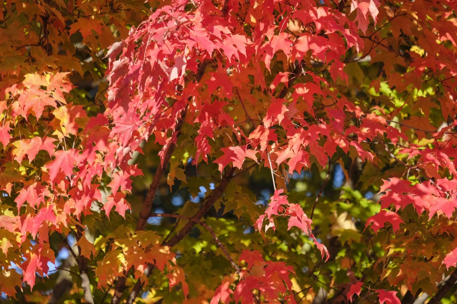 Arce rojo (Acer rubrum), un árbol de hoja caduca para tu jardín