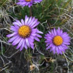 Áster alpino (Aster alpinus), una planta perenne con flores vistosas para tu jardín