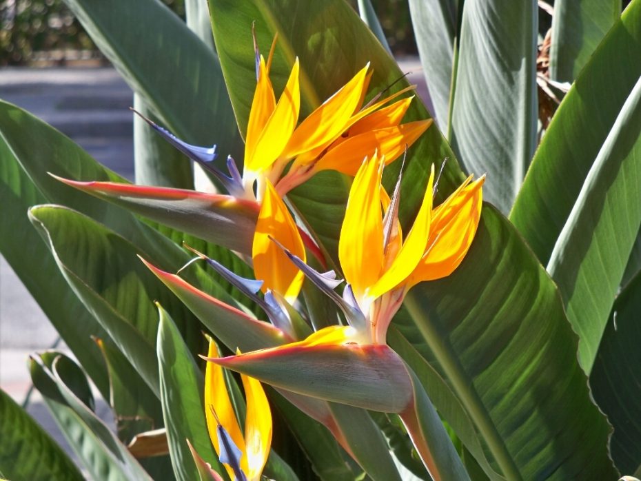 Cuidados de la planta ave del paraíso en maceta