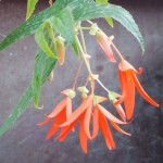 Begonia boliviensis: Características y cuidados de la begonia boliviana