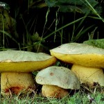 Boletus impolitus: cómo encontrar y recolectar este hongo