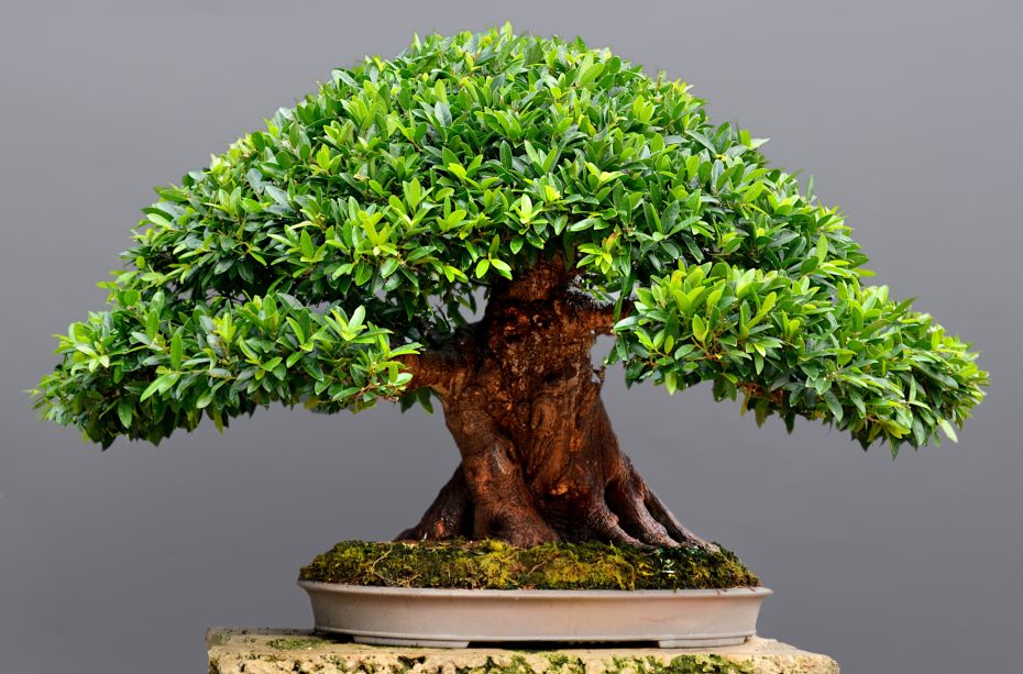 Cómo regar un bonsái ficus