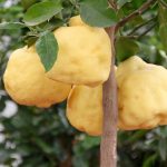Cómo hacer un bonsái de limonero