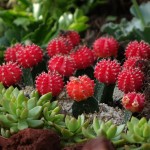 Cultivo del Cactus Chin enano Gymnocalycium baldianum