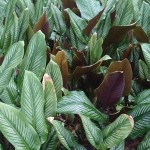 Calatea (Calathea orbifolia), una planta de interior con hojas coloridas
