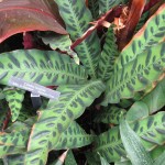 Calathea lancifolia: Conoce todo sobre el crótalo