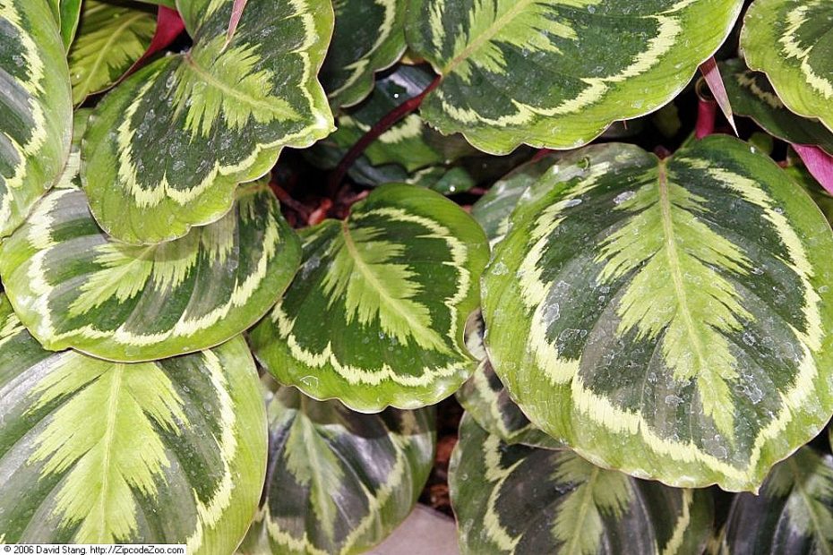 Calathea medallion
