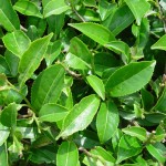 Cultivo de Camellia sinensis: Conoce los Beneficios de la Planta de Té
