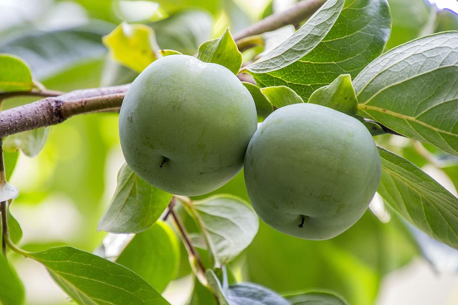 El caqui silvestre (Diospyros Lotus): un árbol frutal para jardines exóticos