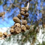 Casuarina Cunninghamiana: Información sobre la Especie de Árbol Nativo de Australia