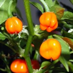 Chile habanero (Capsicum chinense ‘Habanero’)