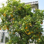 Citrus x sinensis: Beneficios y Características del Naranjo