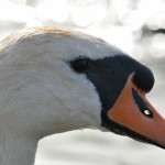 El cuello de cisne (Agave attenuata): características y cuidados