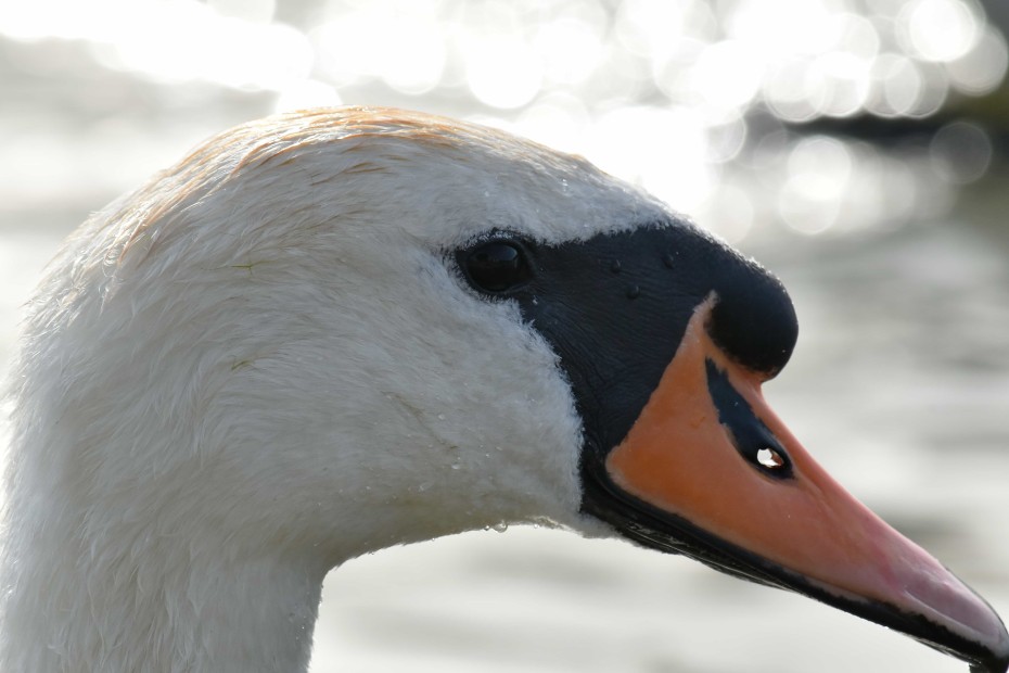 El cuello de cisne (Agave attenuata): características y cuidados