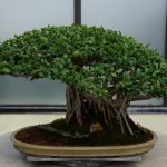 Cómo cuidar un bonsái de jaboticaba
