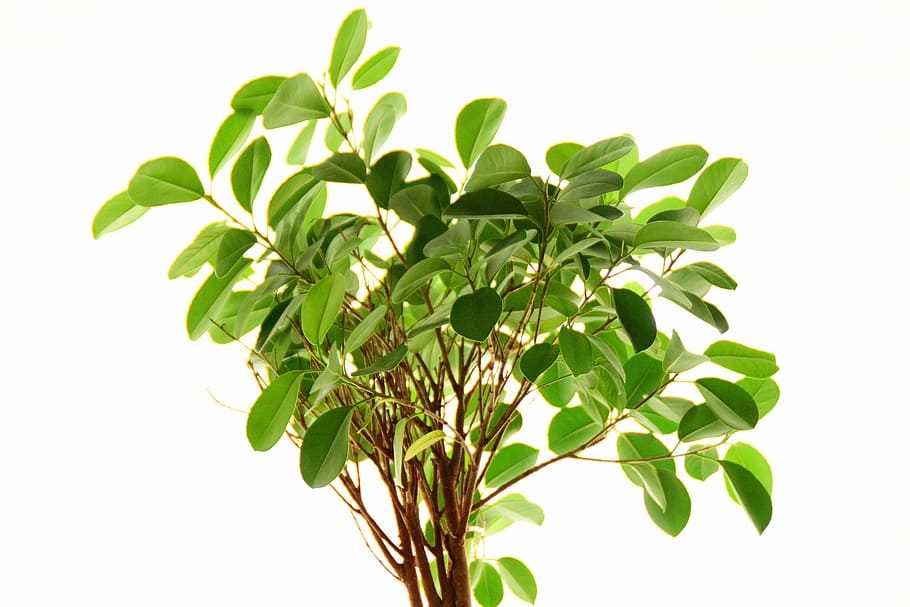 Cómo cuidar un ficus y que no muera en el intento Cómo cuidar un ficus y que no muera en el intento