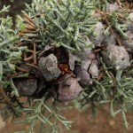 Cupressus Arizonica: Características, Cultivo y Cuidados de Esta Espera de Conífera