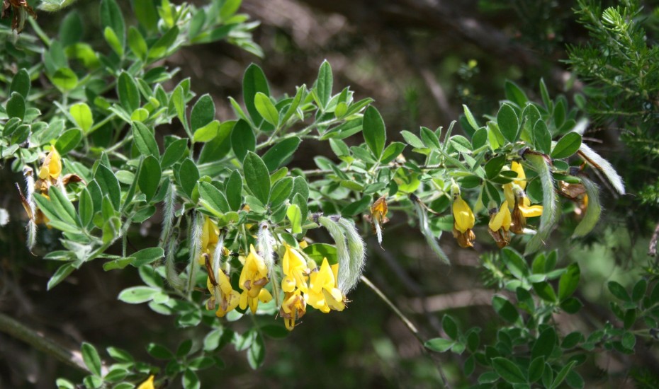 Cytisus (Cytisus maderensis) Cytisus (Cytisus maderensis)