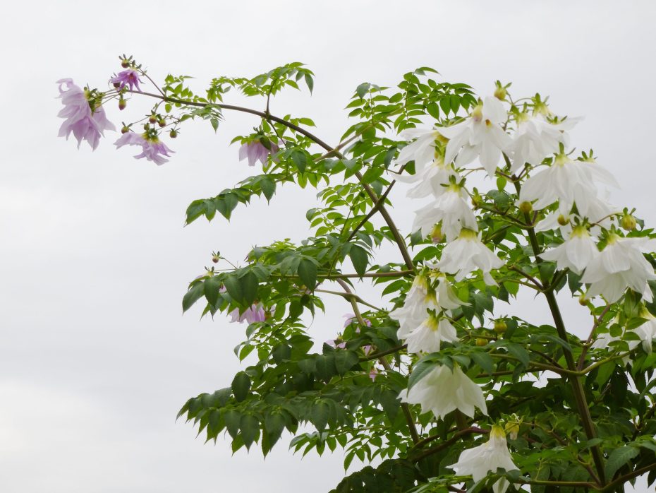 Dahlia imperialis