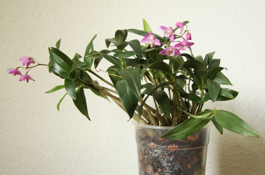 Cuidado de Dendrobium Kingianum: Guía para el Cultivo y Mantenimiento