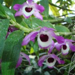 Cultivar Dendrobium nobile: Consejos para una Magnífica Floración