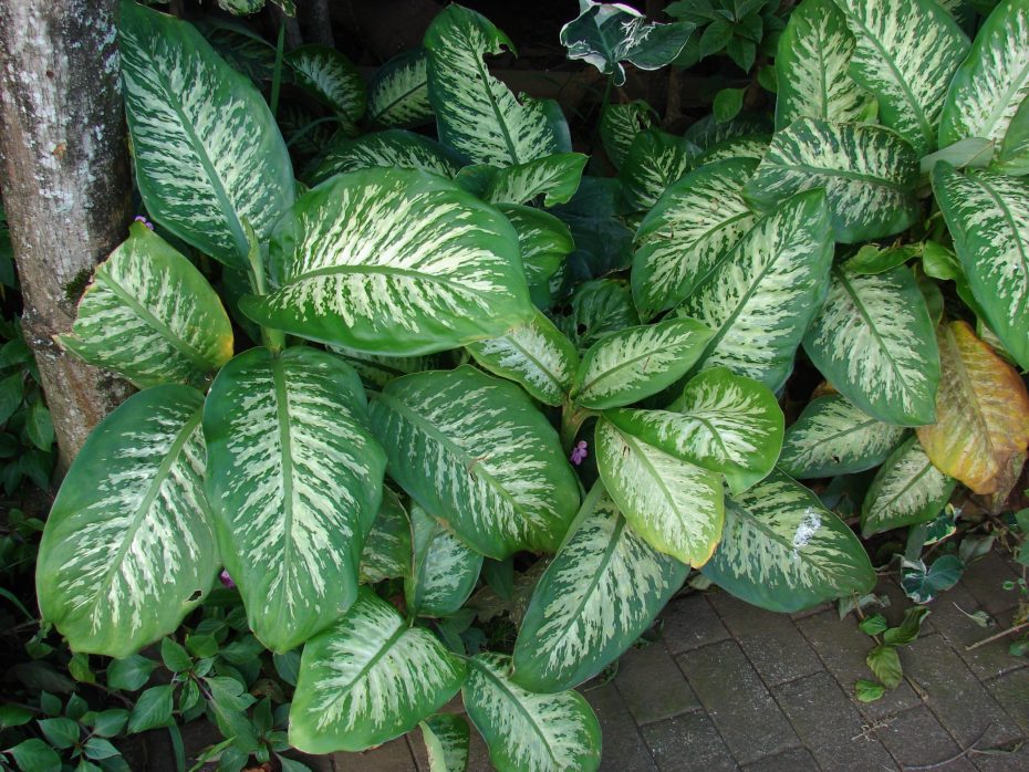 Dieffenbachia seguine: cuidados