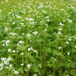 Cultivo de Alforfón (Fagopyrum esculentum Moench) - Guía de Plantación, Cuidado y Uso