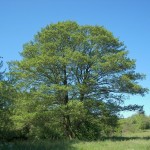 El Aliso: un árbol versátil y resistente para cualquier jardín
