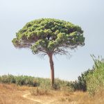 Árbol Matusalén, el más viejo del mundo
